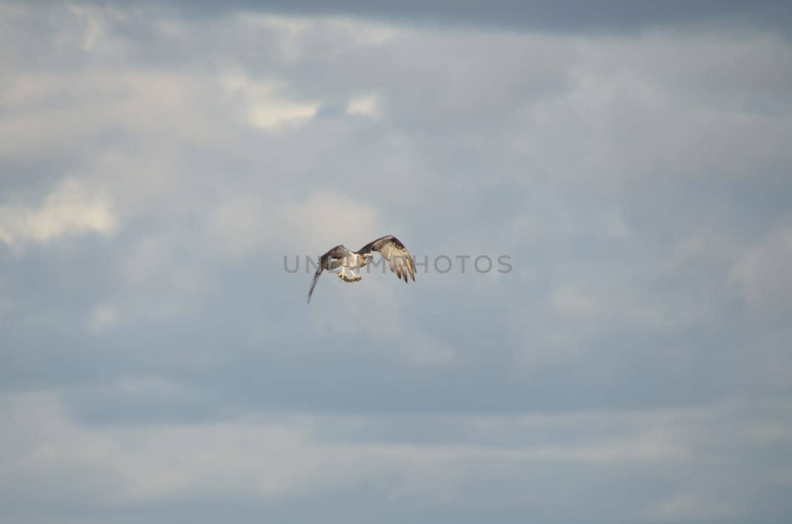 Osprey with prey