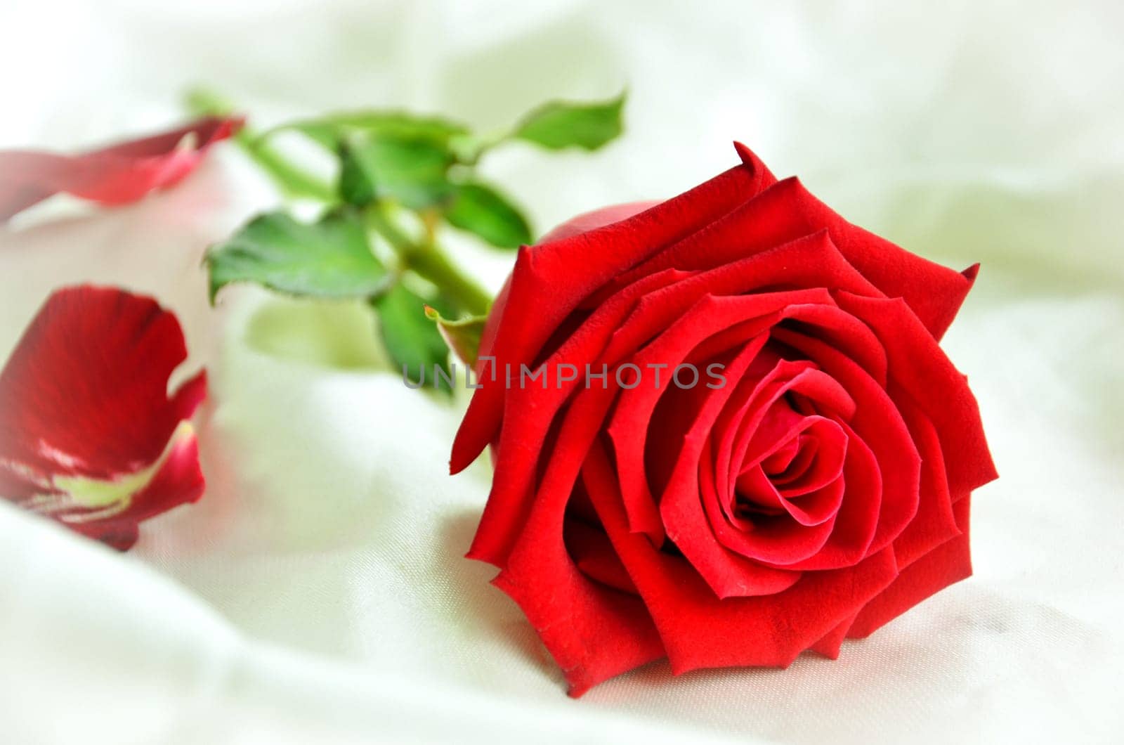 Rose Flower