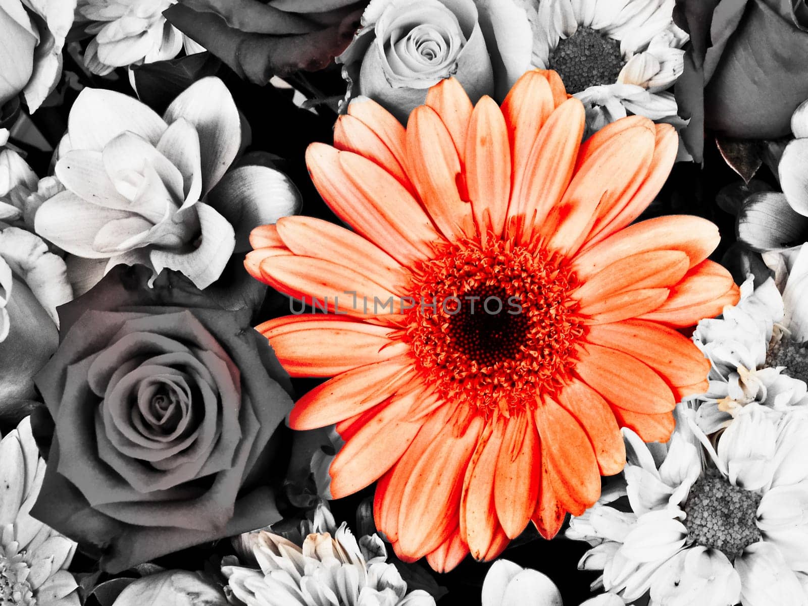 Pink Flowers