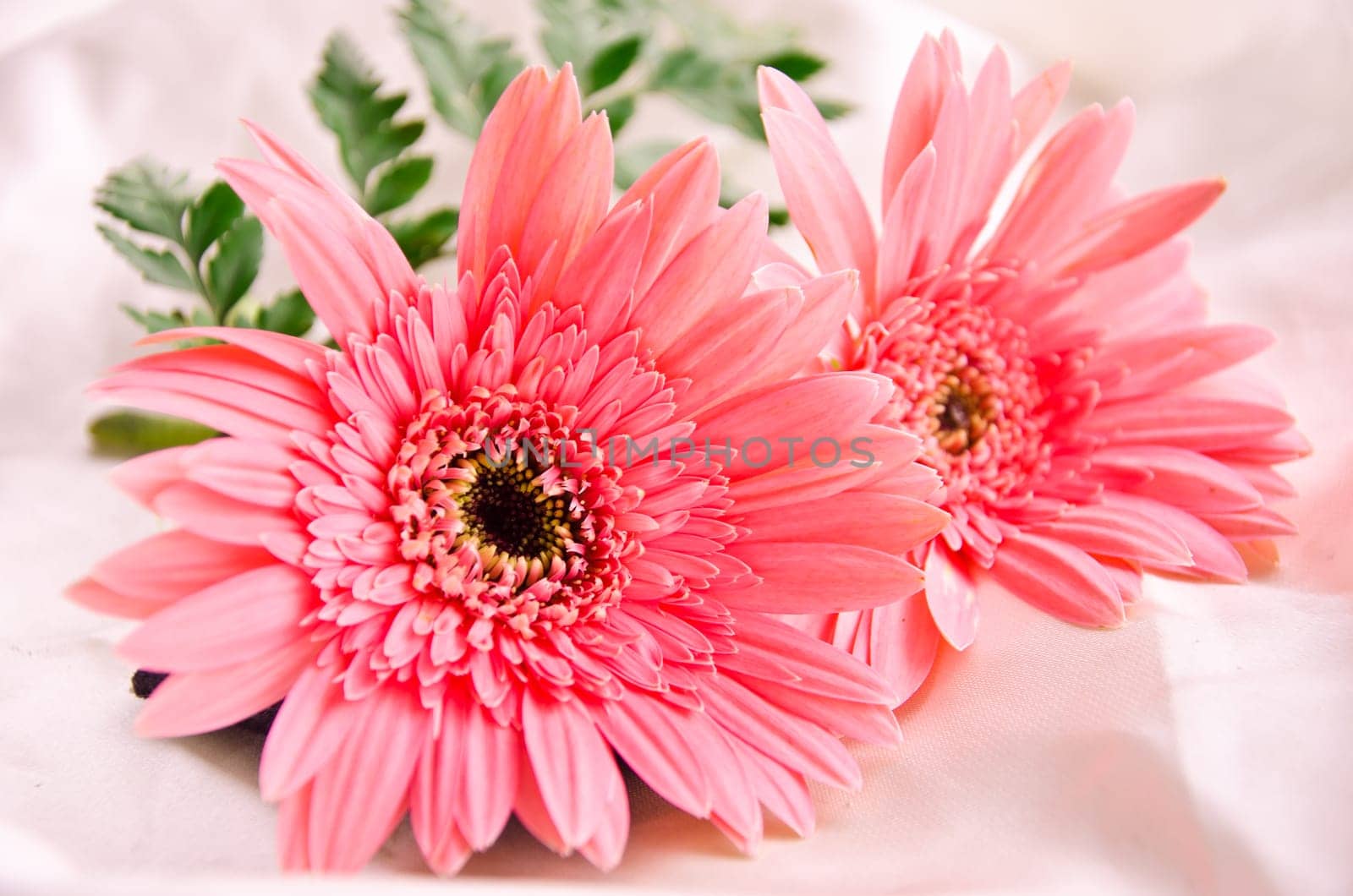 Pink Flowers