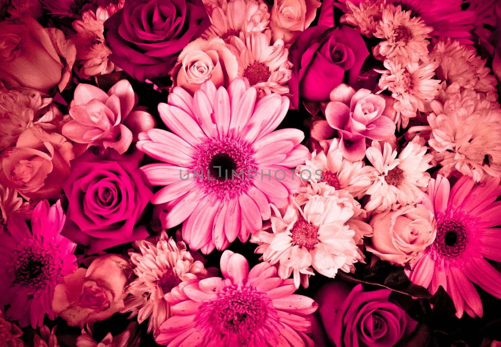 Pink Flowers