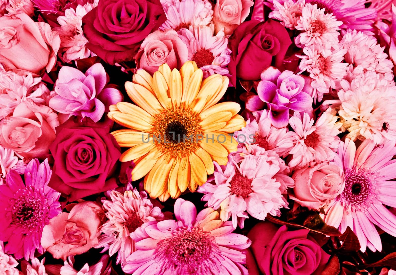Pink Flowers