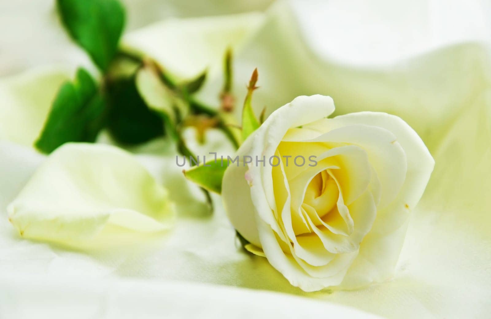 Rose Flower