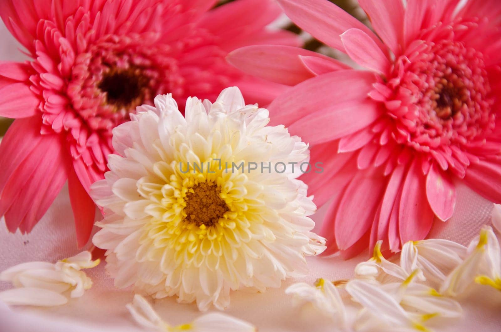 Pink Flowers