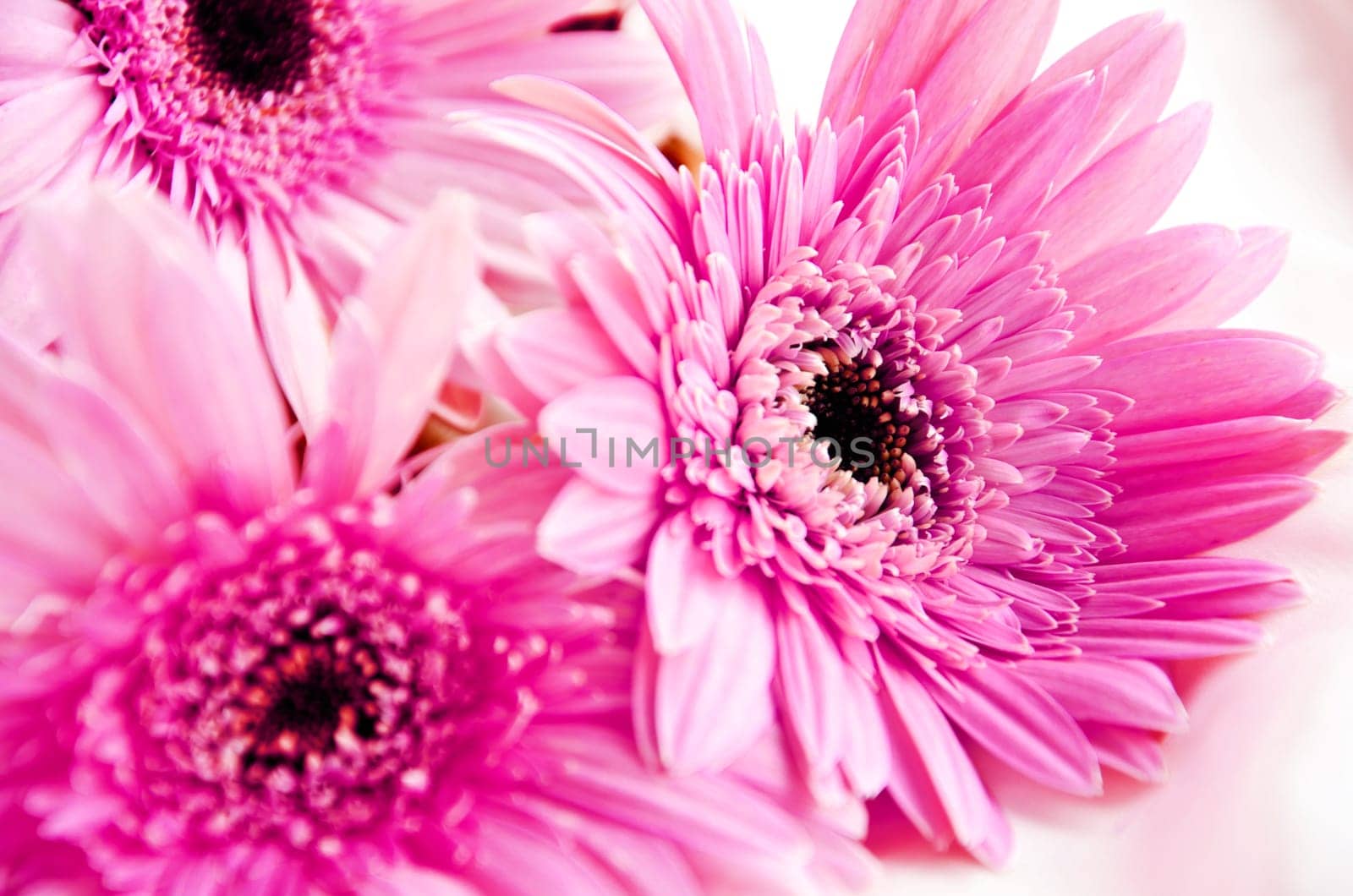 Pink Flowers