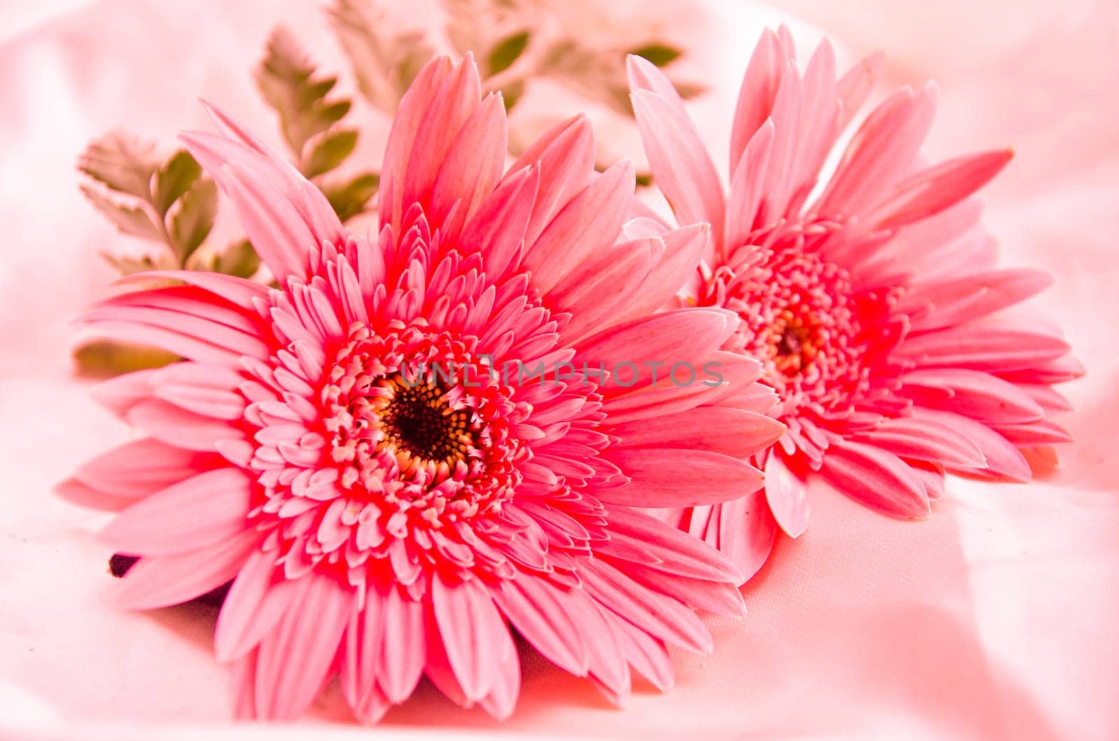 Pink Flowers