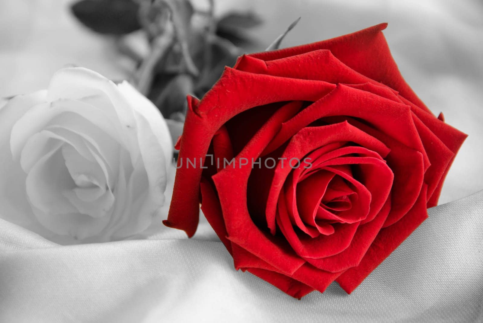 Rose Flower