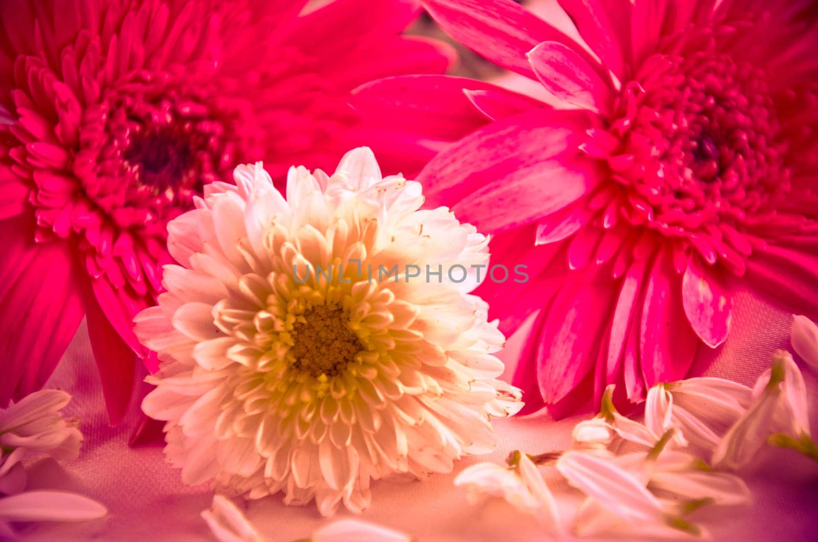Pink Flowers