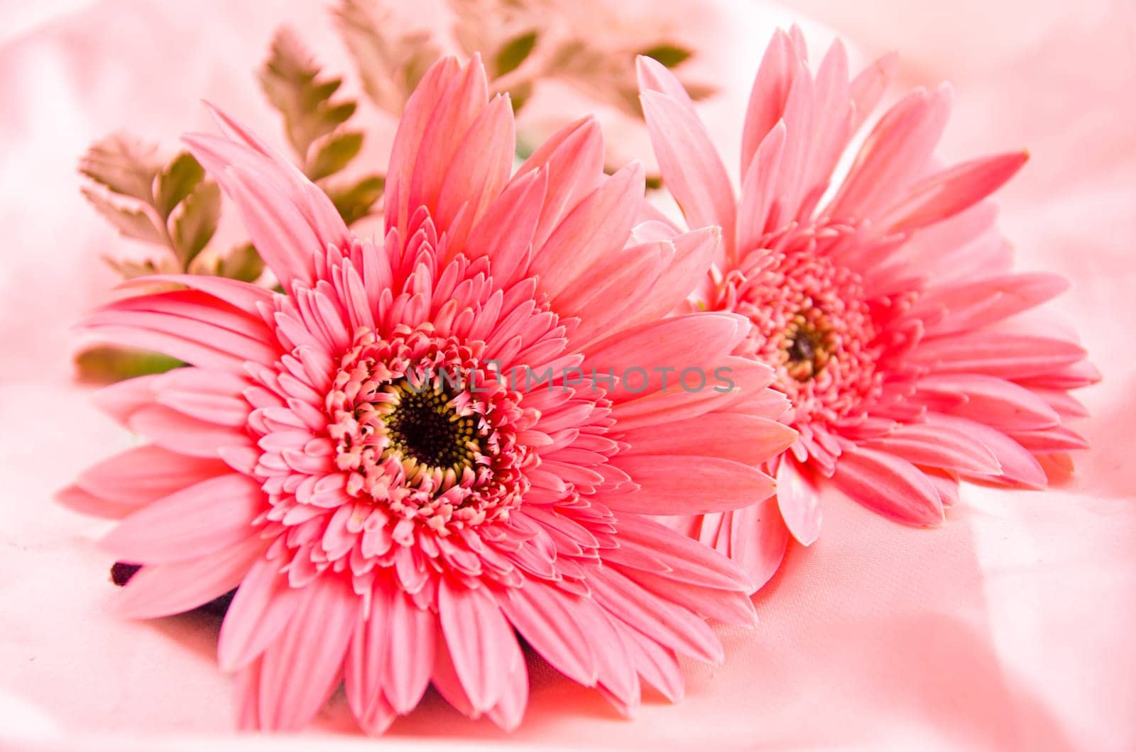 Pink Flowers