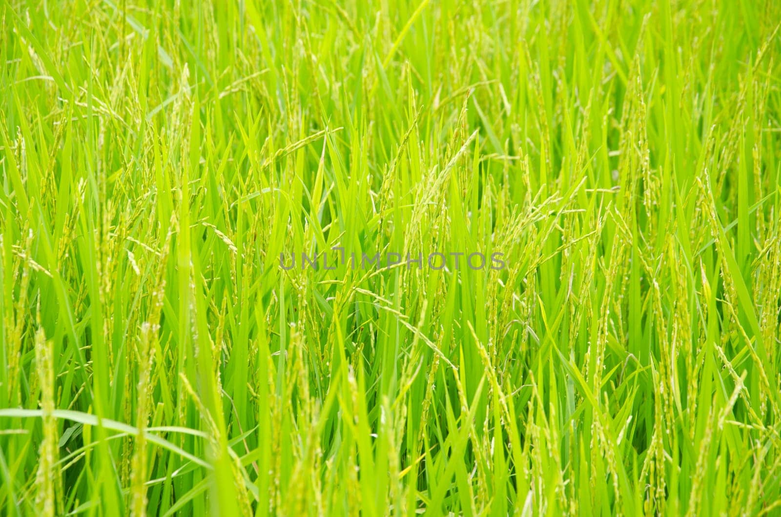 Rice field