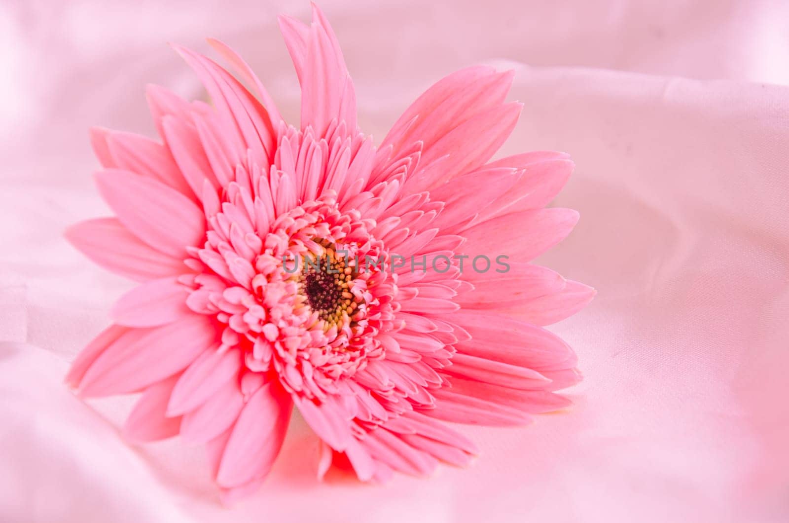 Pink Flowers
