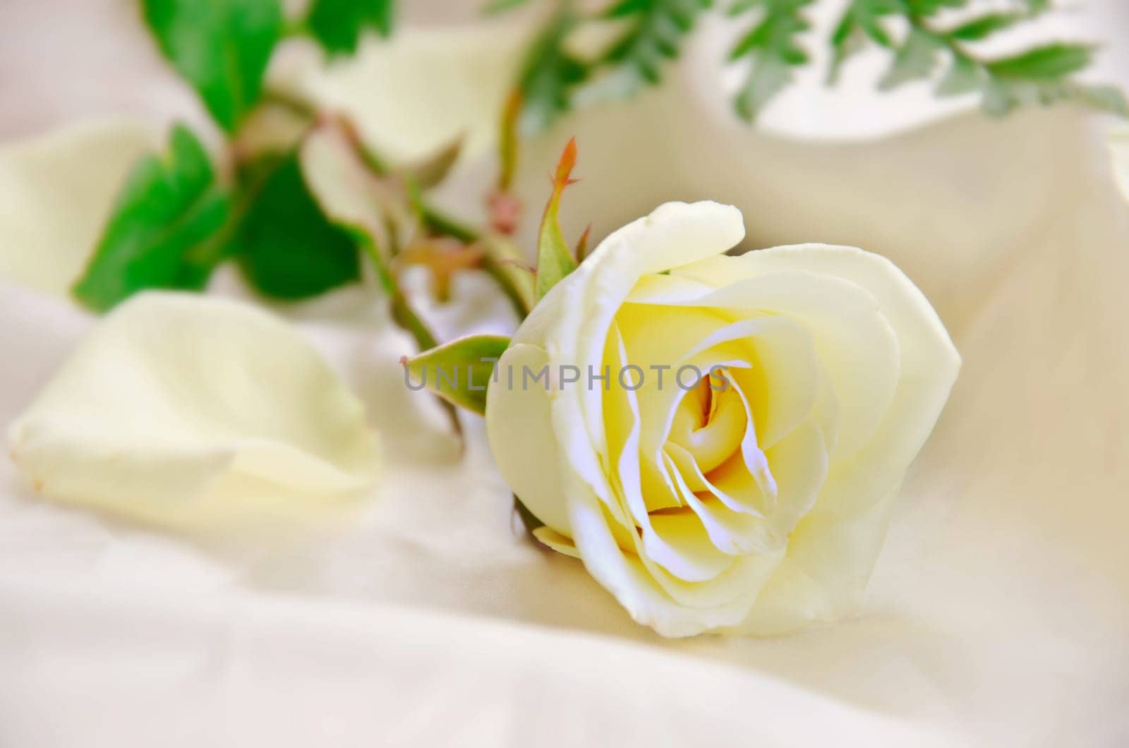 Rose Flower