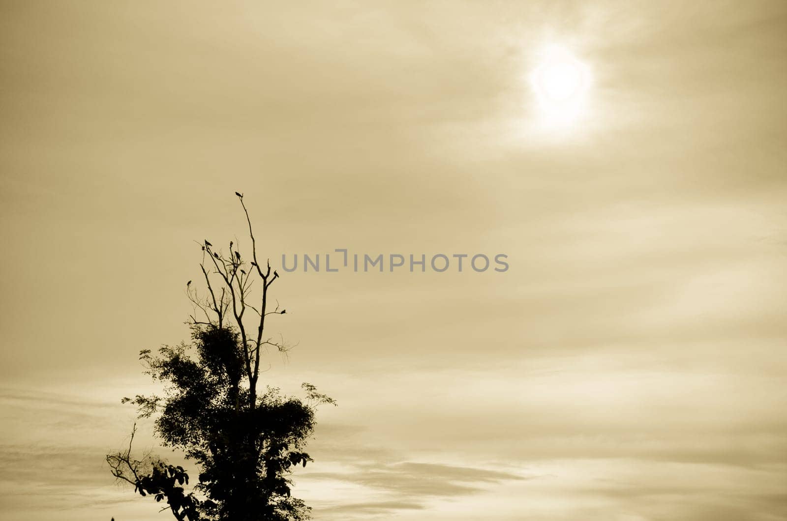 Silhouette of birds in a dead tree