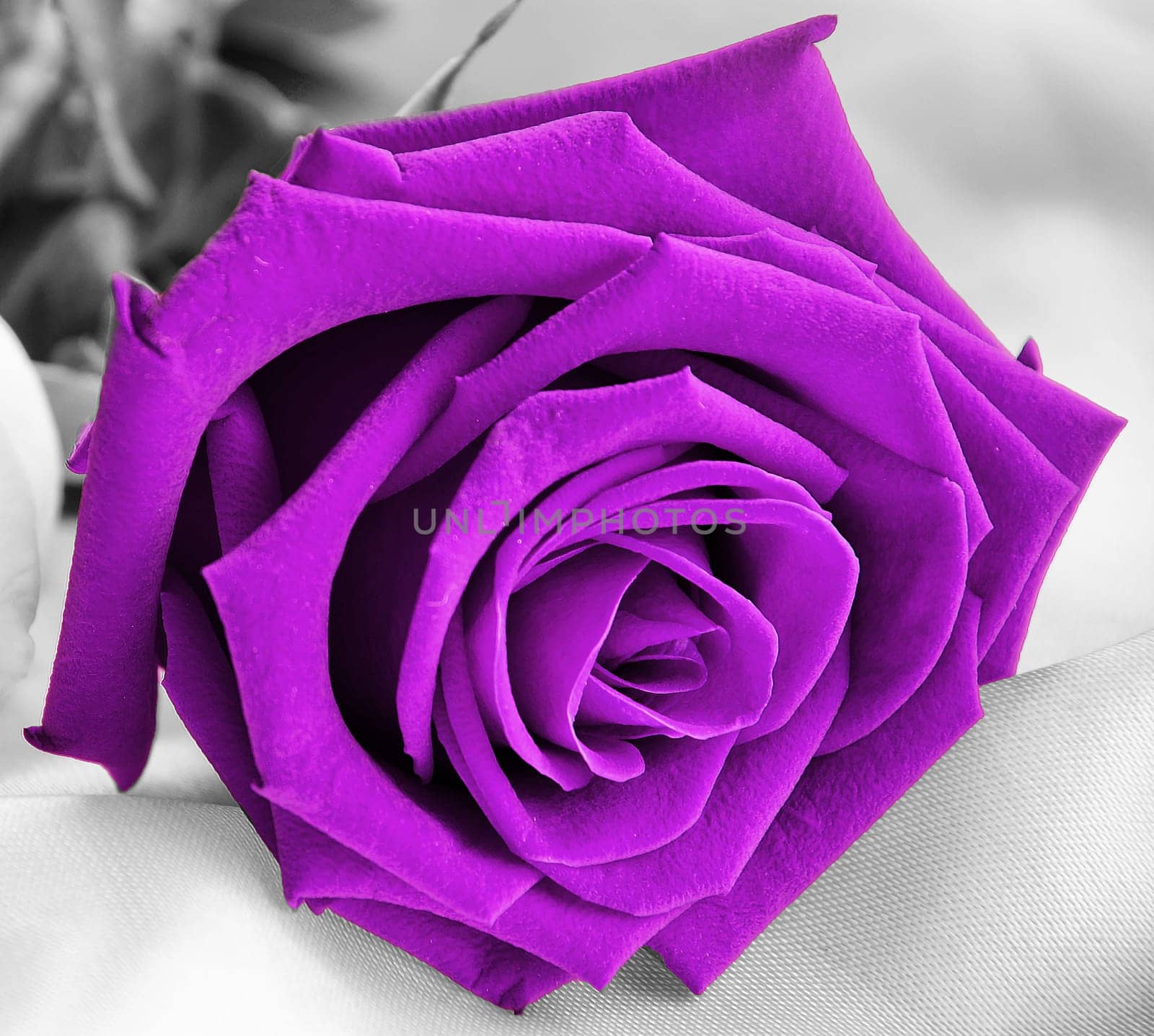 Rose Flower