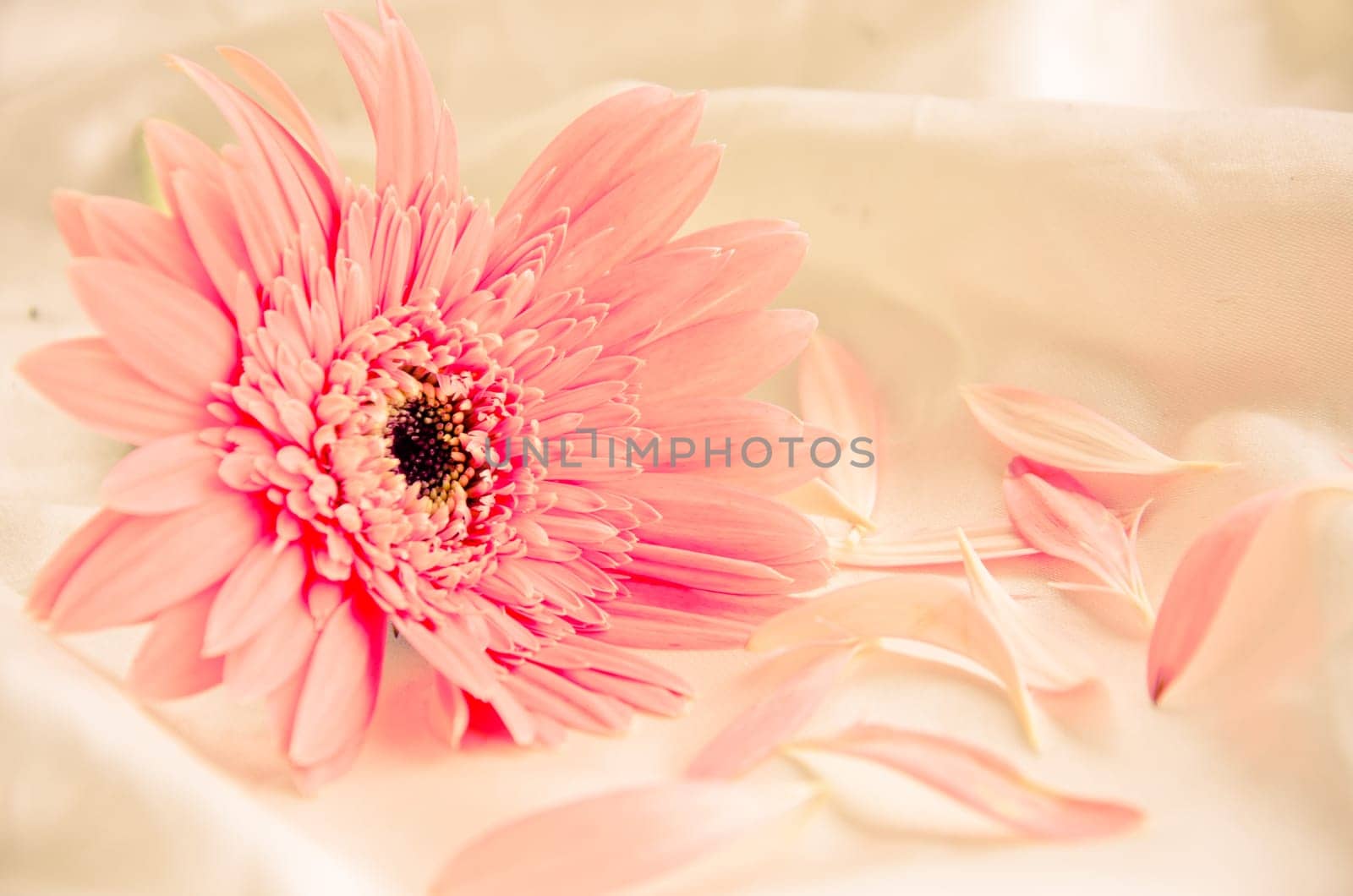 Pink Flowers