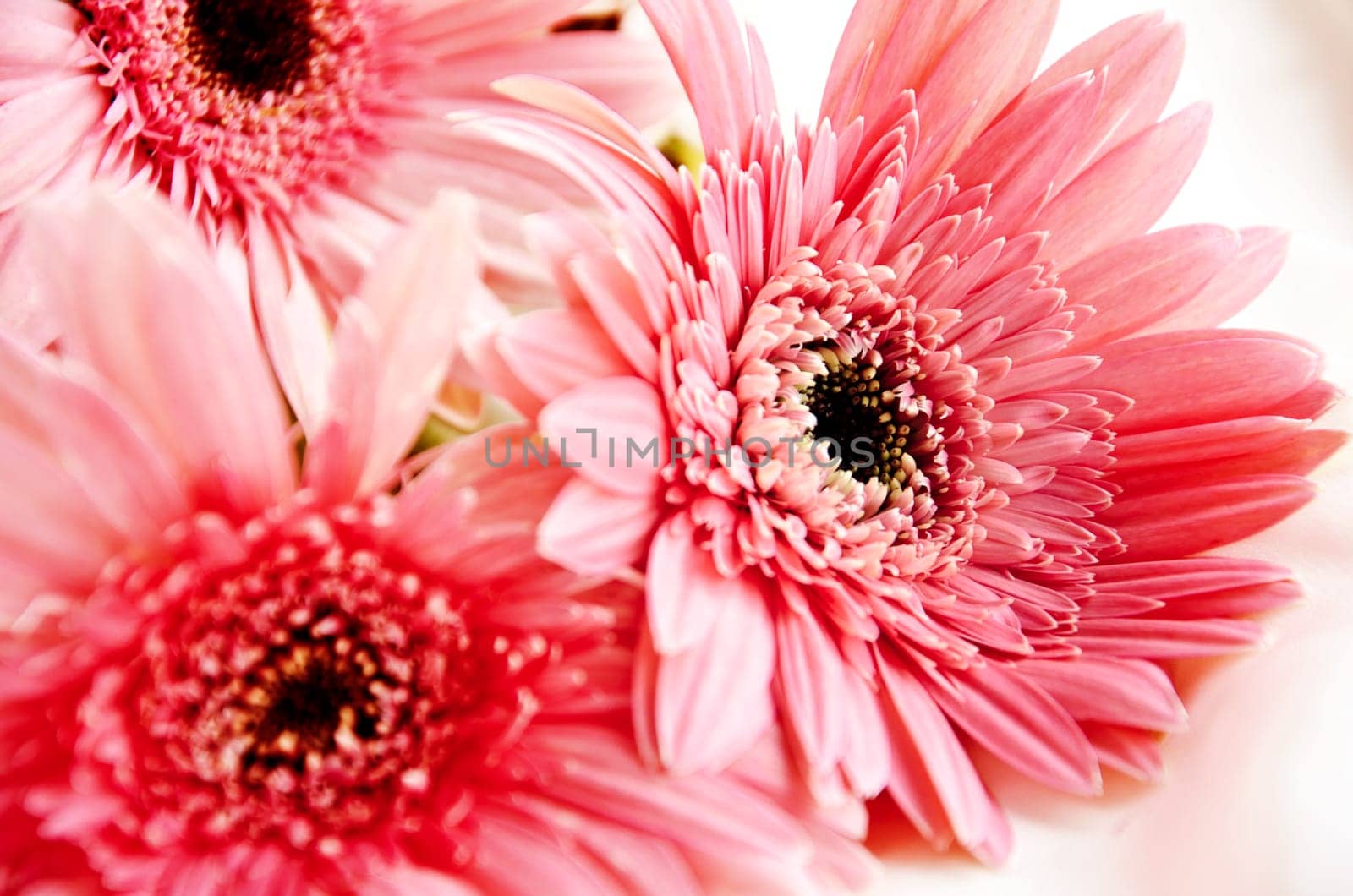 Pink Flowers