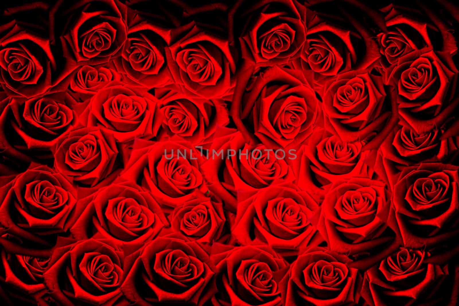 Natural red roses background