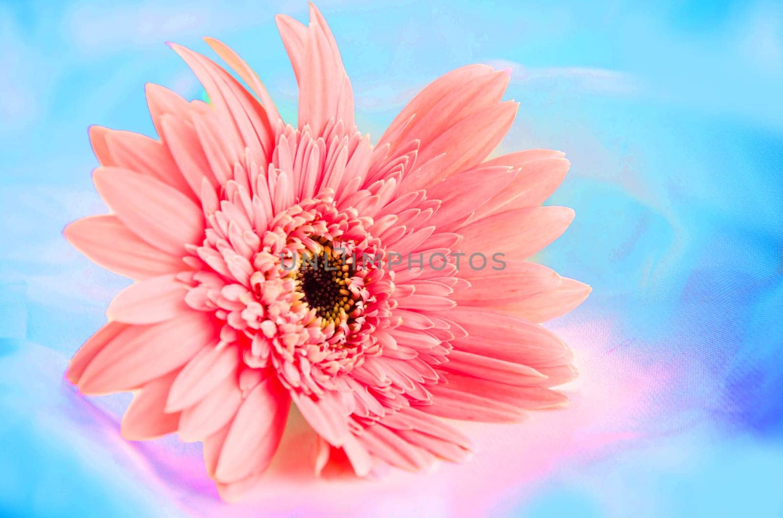 Pink Flowers