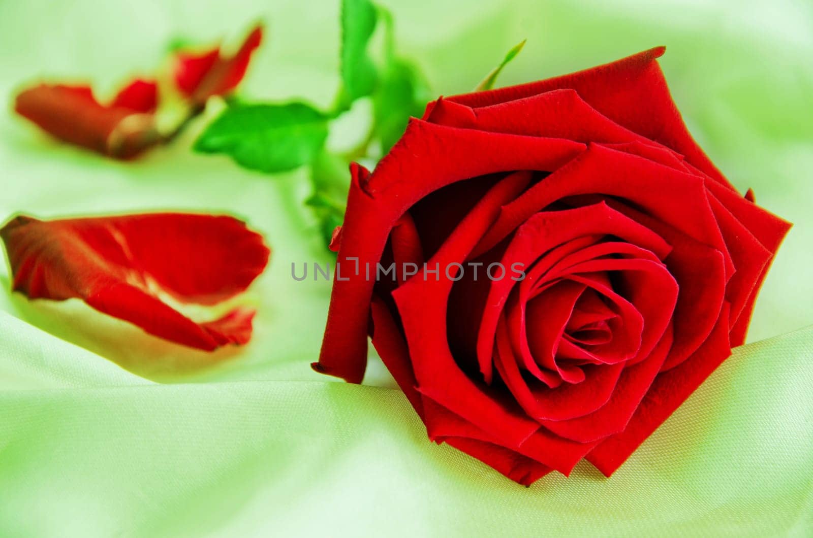 Rose Flower