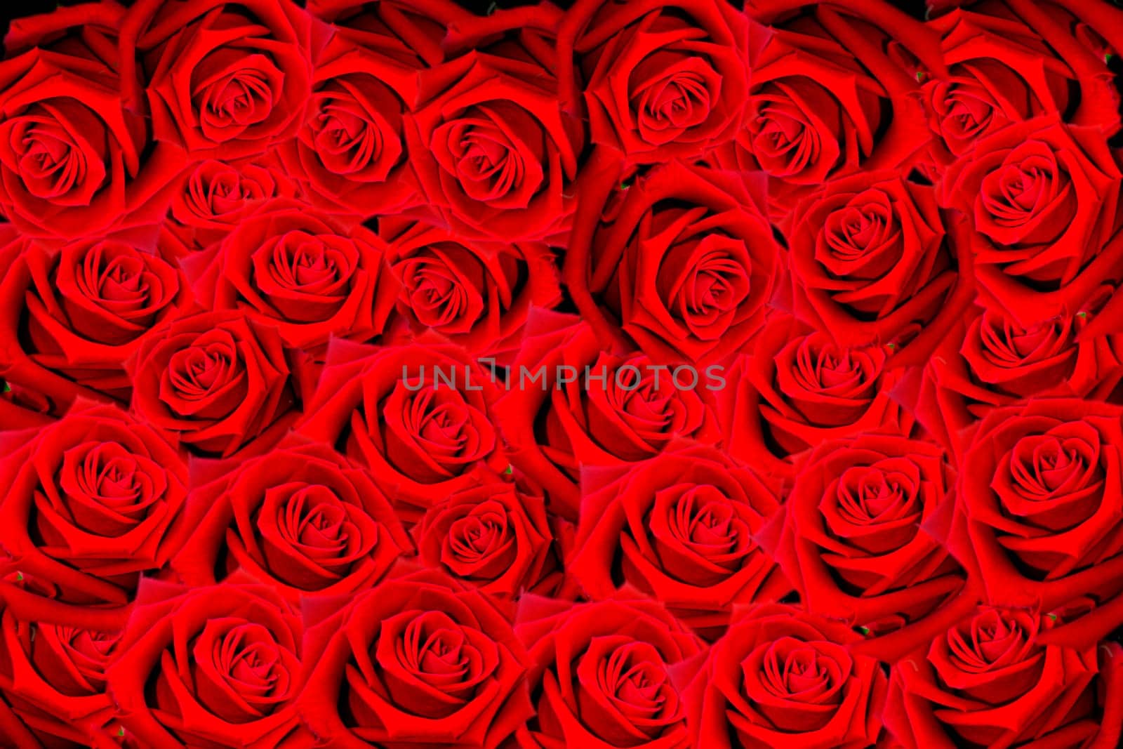 Natural red roses background
