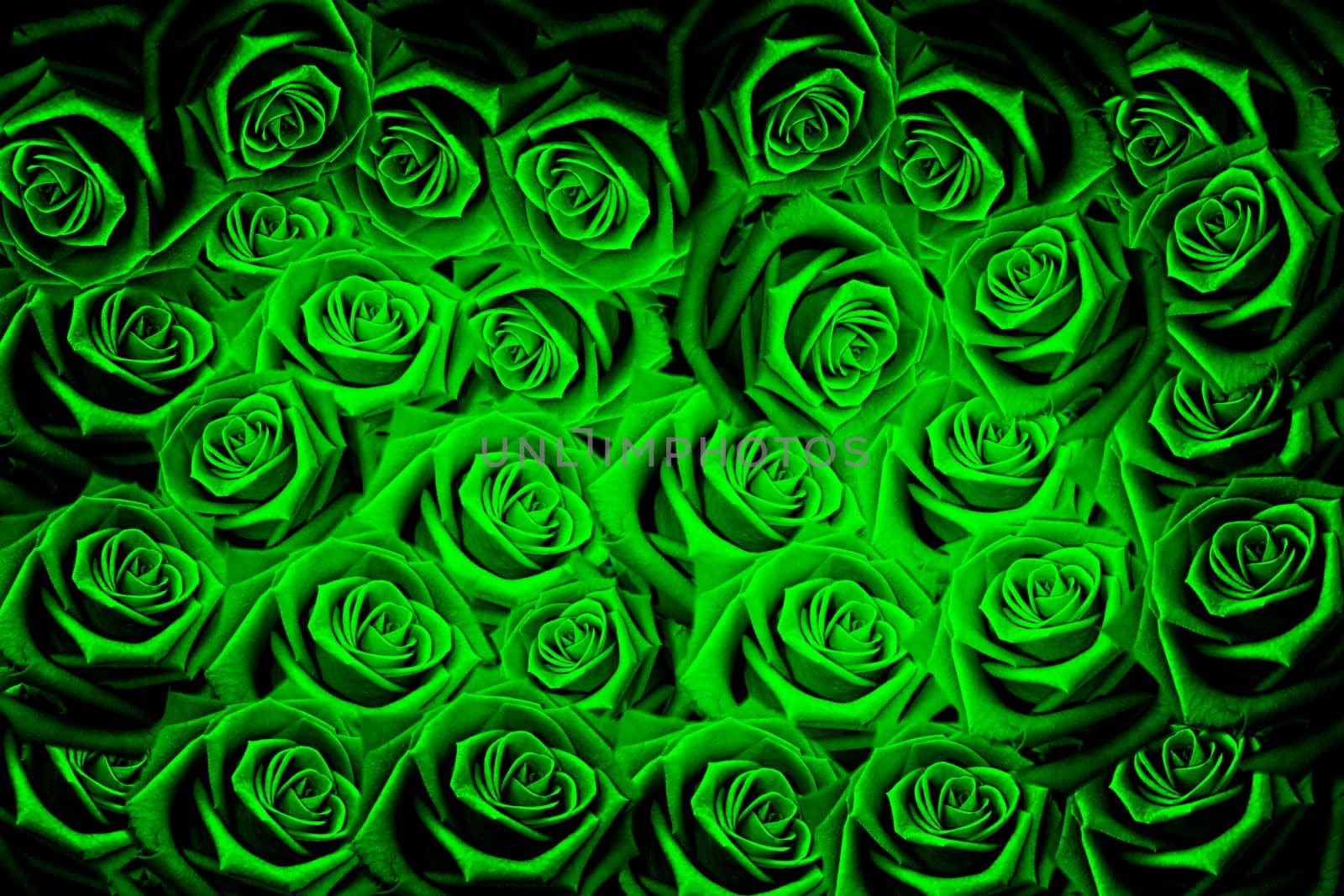 Natural red roses background