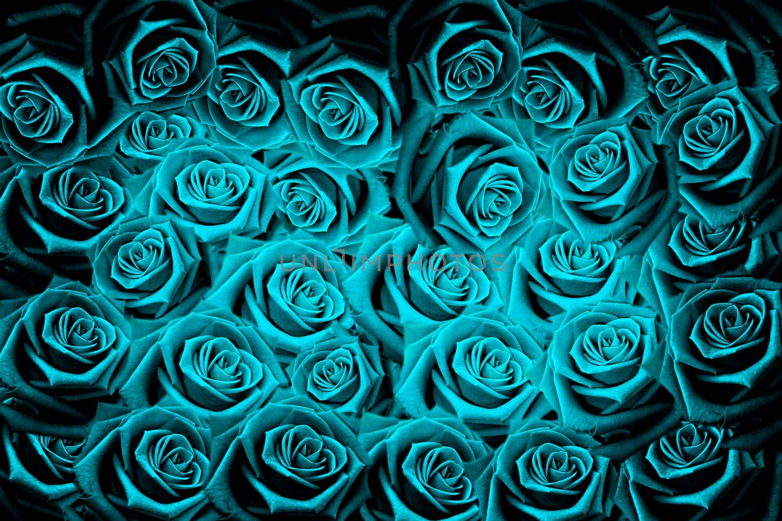 Natural red roses background
