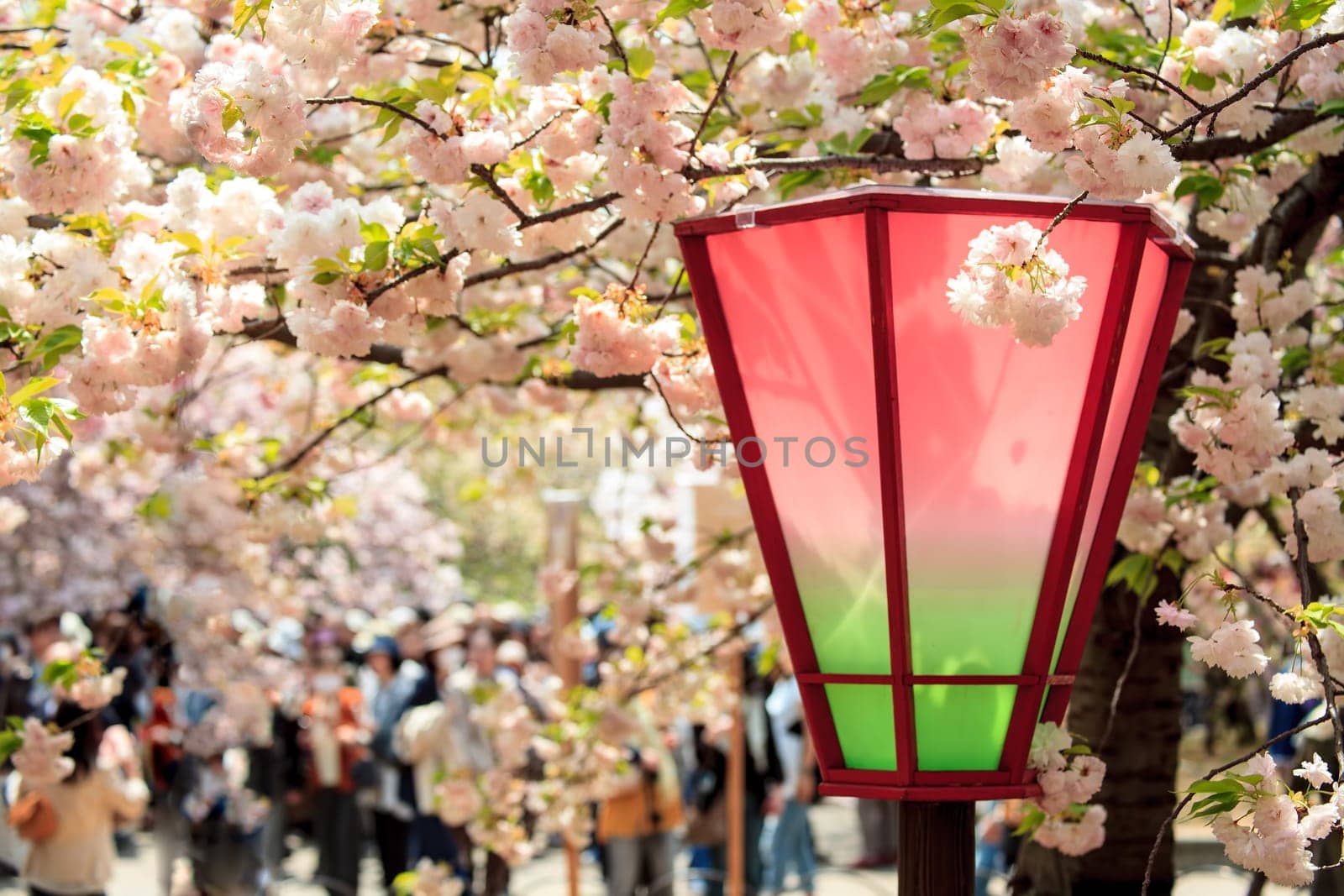 Beautiful sakura place for adv or others purpose use