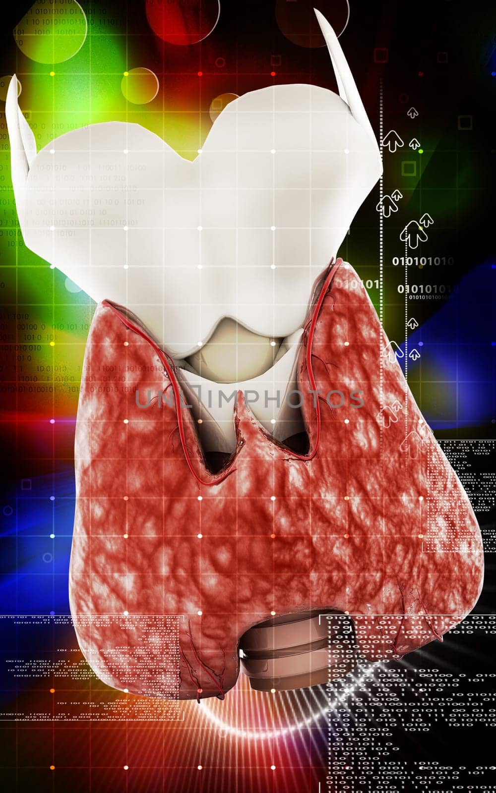 Digital illustration of thyroid in colour background
