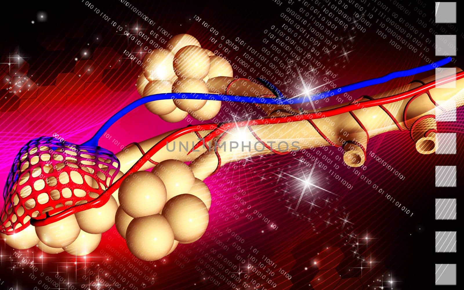 Digital illustration of alveoli in colour background