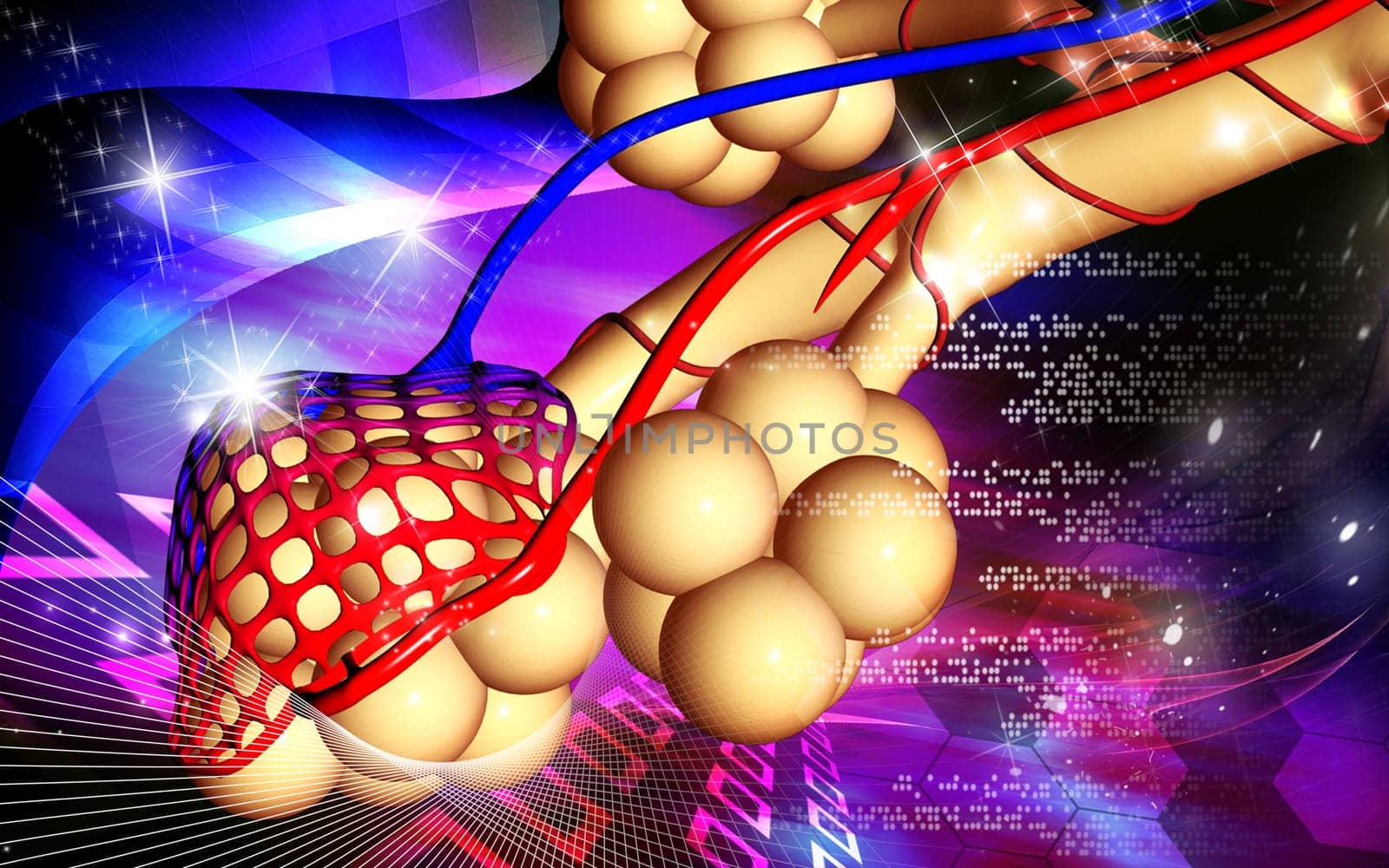 Digital illustration of alveoli in colour background