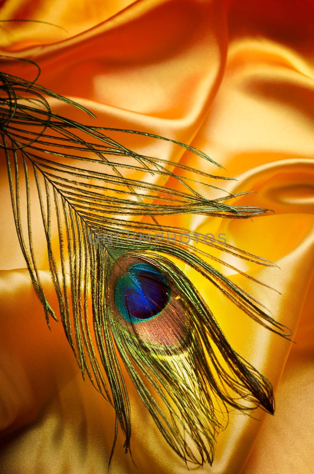 Peacock feather on yellow silk