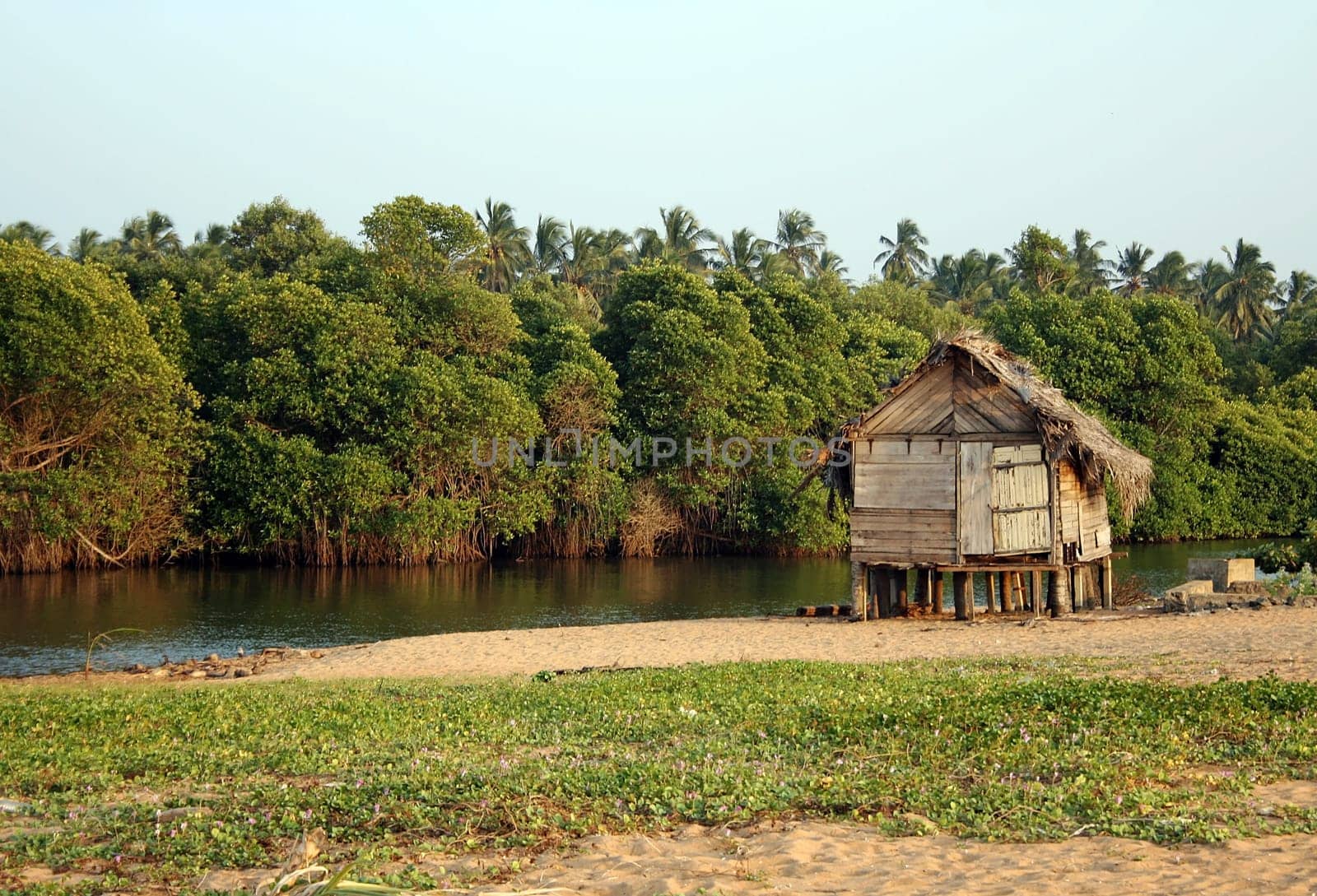 A pigsty in Sri Lanka