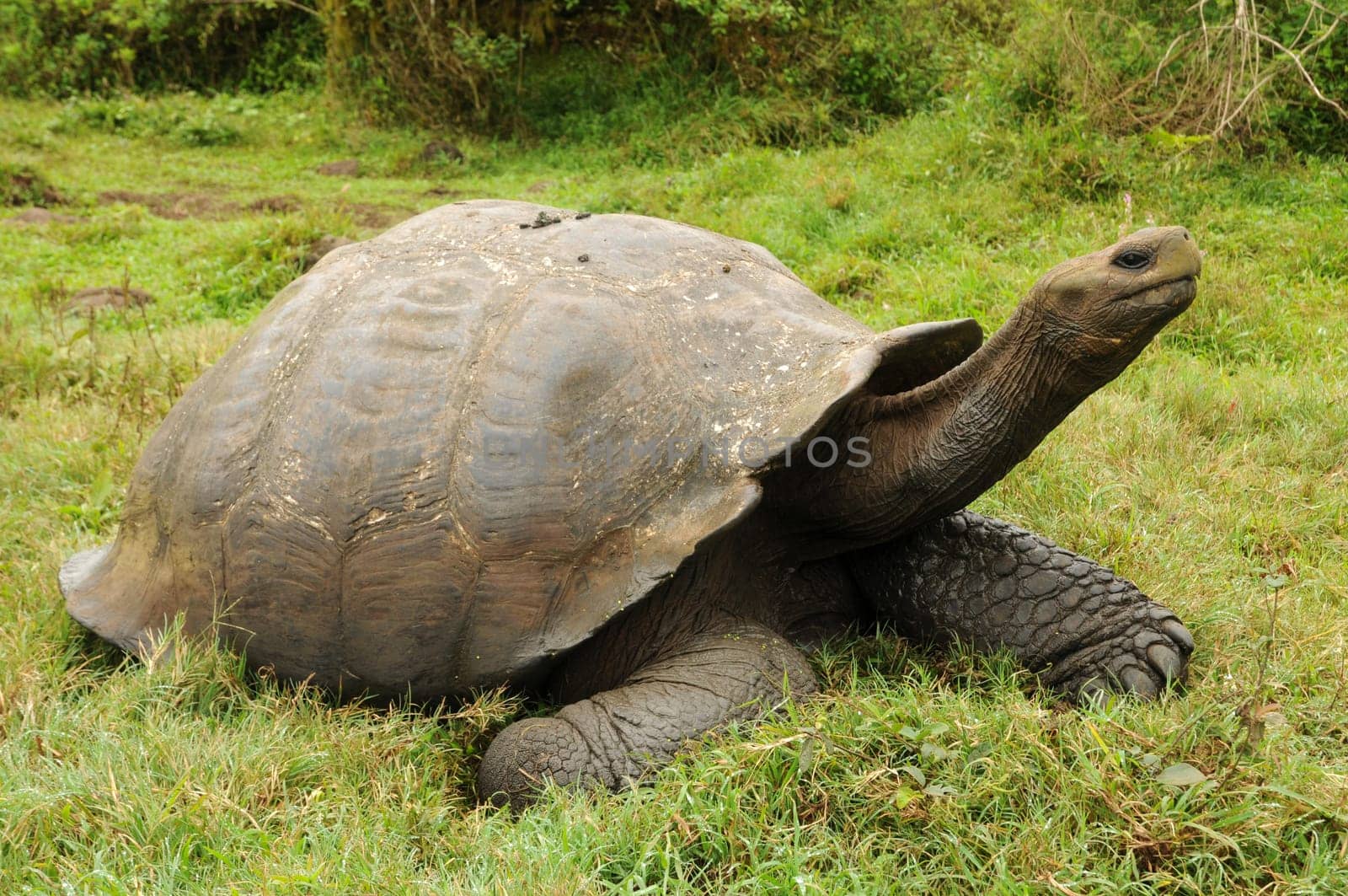 Giant tortoise on Santa Cruz Island in Galapagos