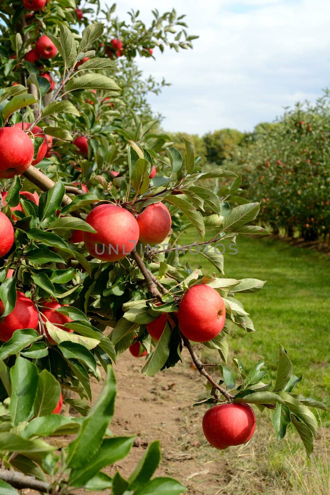Ripe king apple