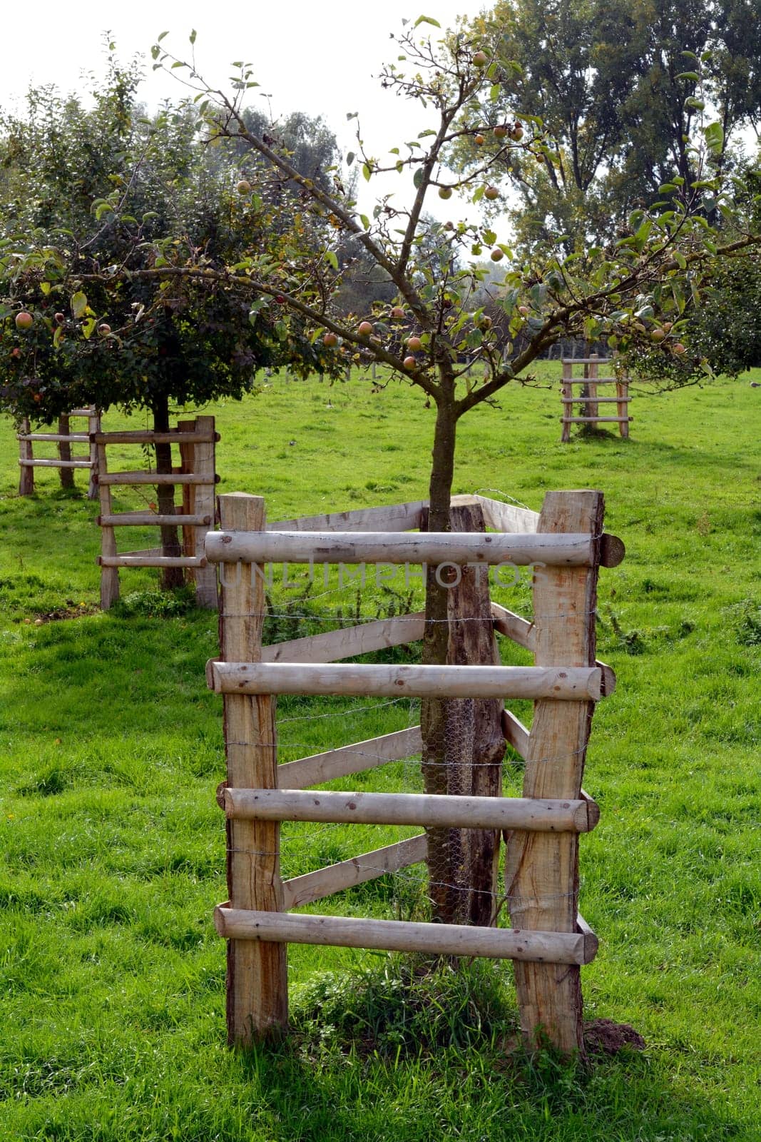 Tree protection on an orchard