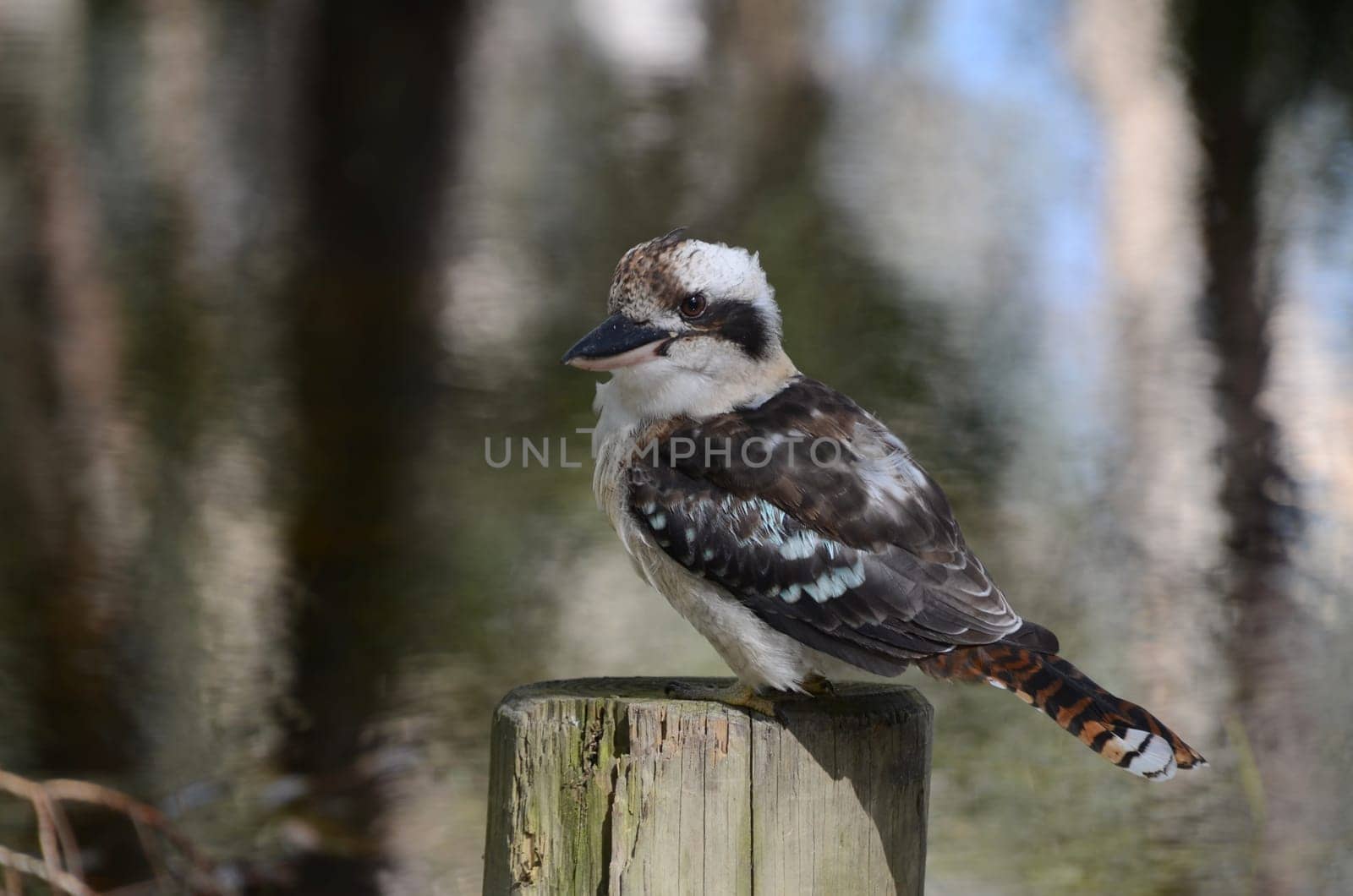 Kookaburra in search of food