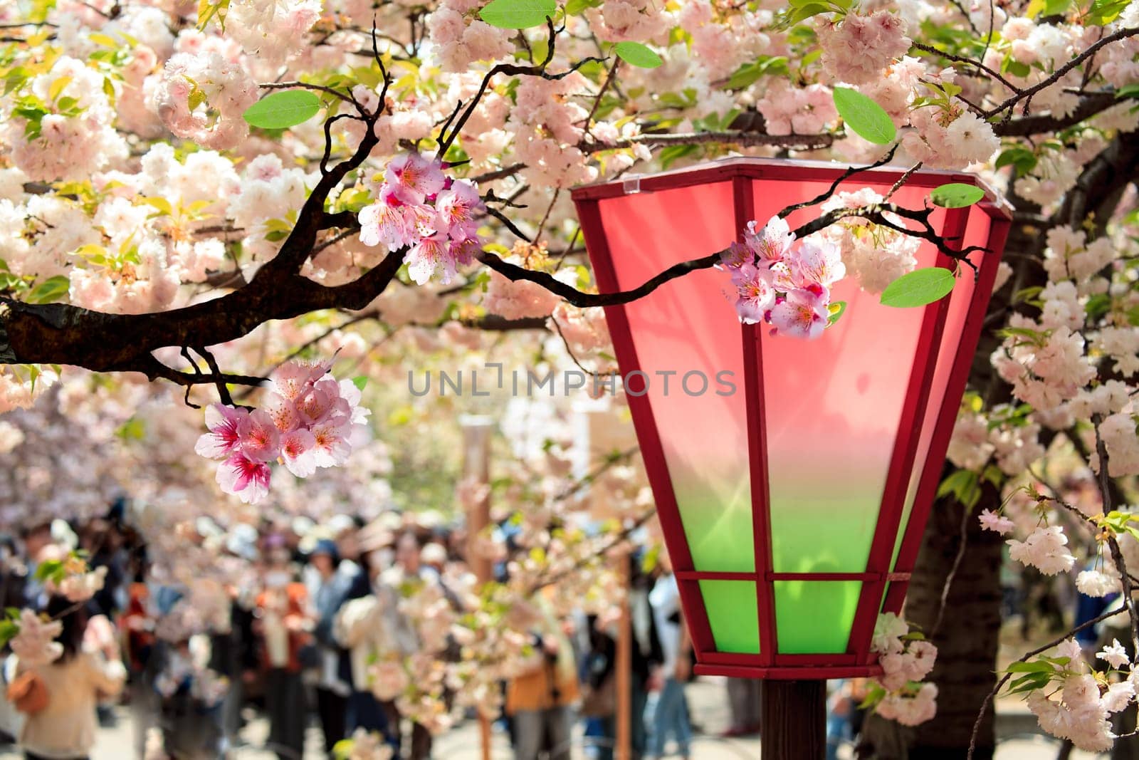 Beautiful sakura for adv or others purpose use
