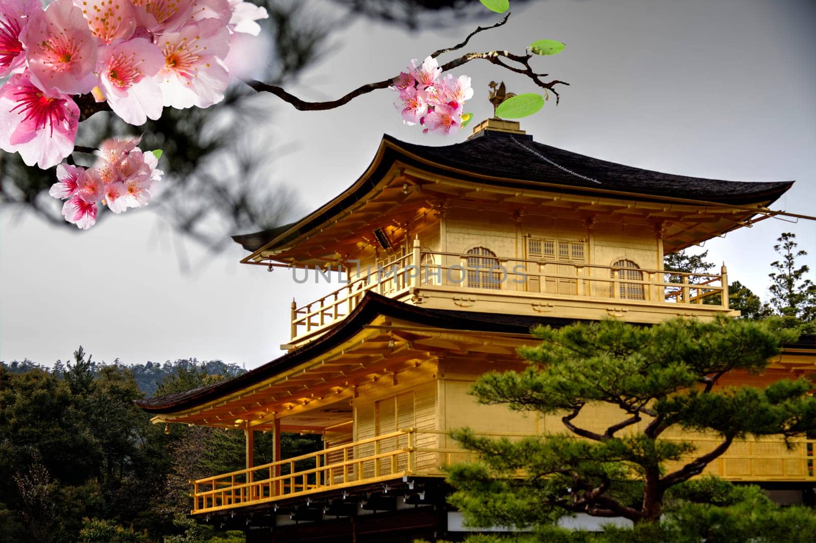 Beautiful sakura for adv or others purpose use