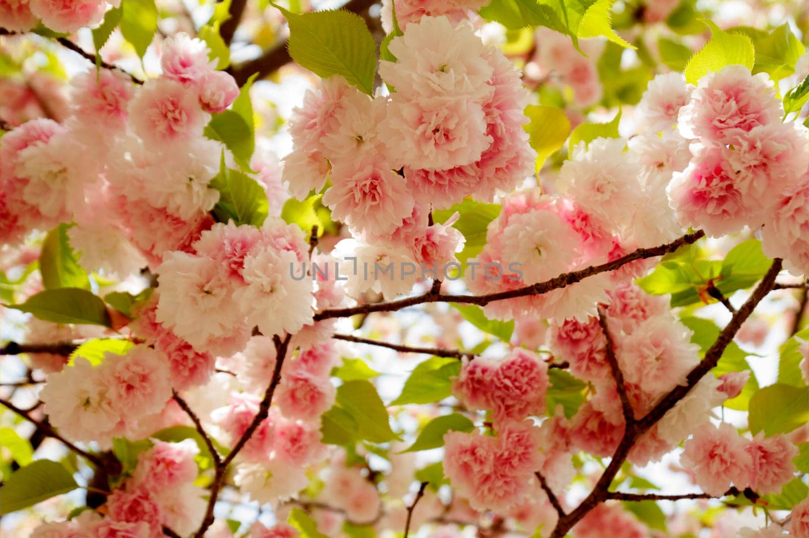 Beautiful sakura place for adv or others purpose use