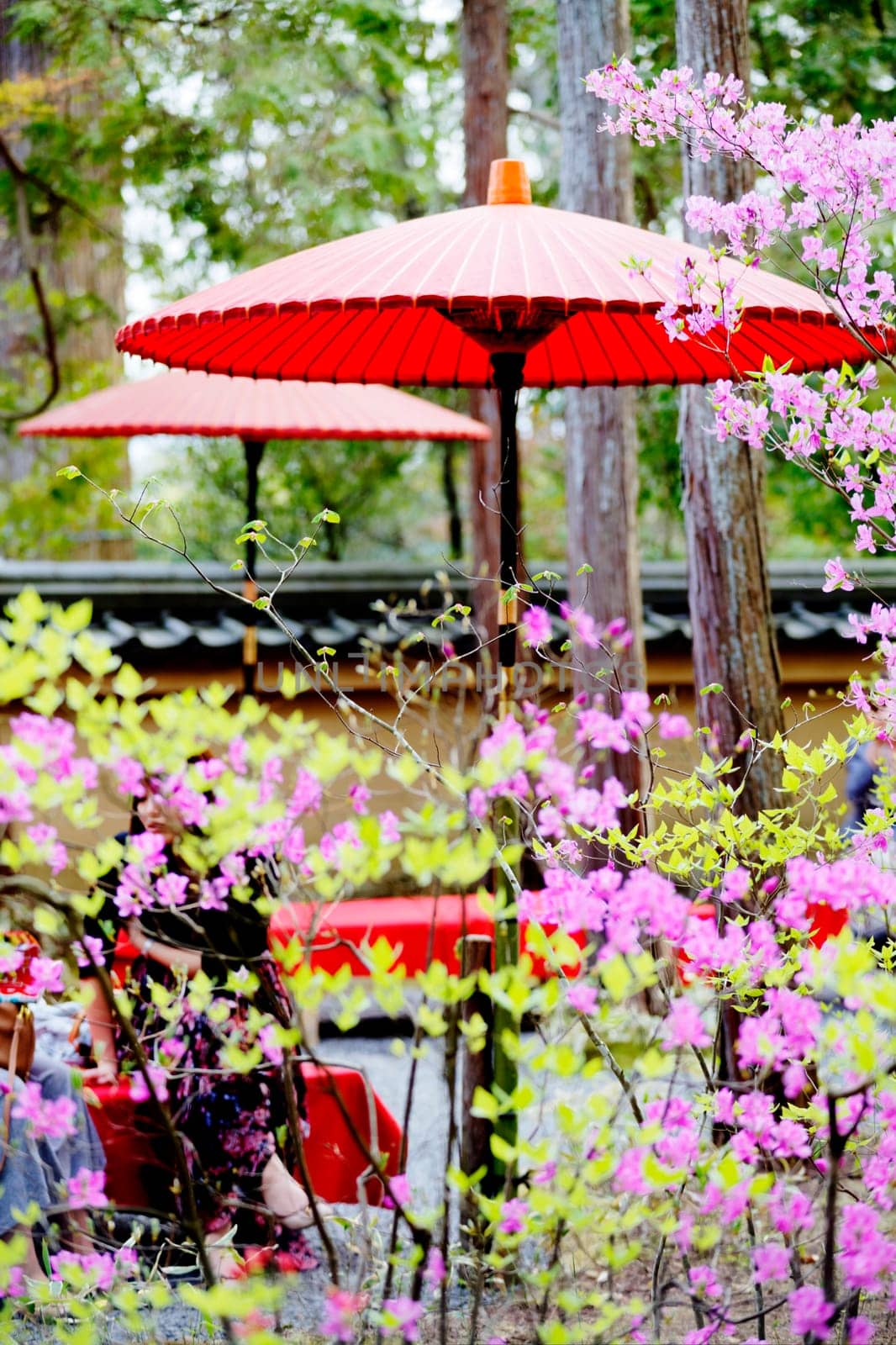 Beautiful sakura place for adv or others purpose use