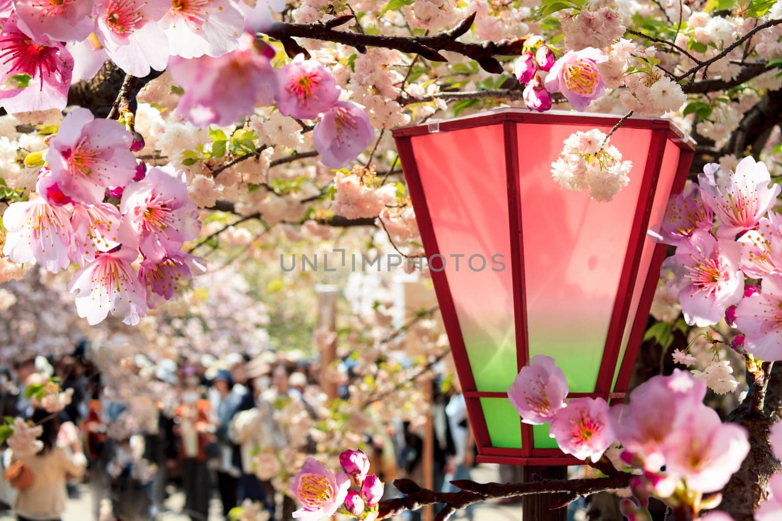 Beautiful sakura place for adv or others purpose use