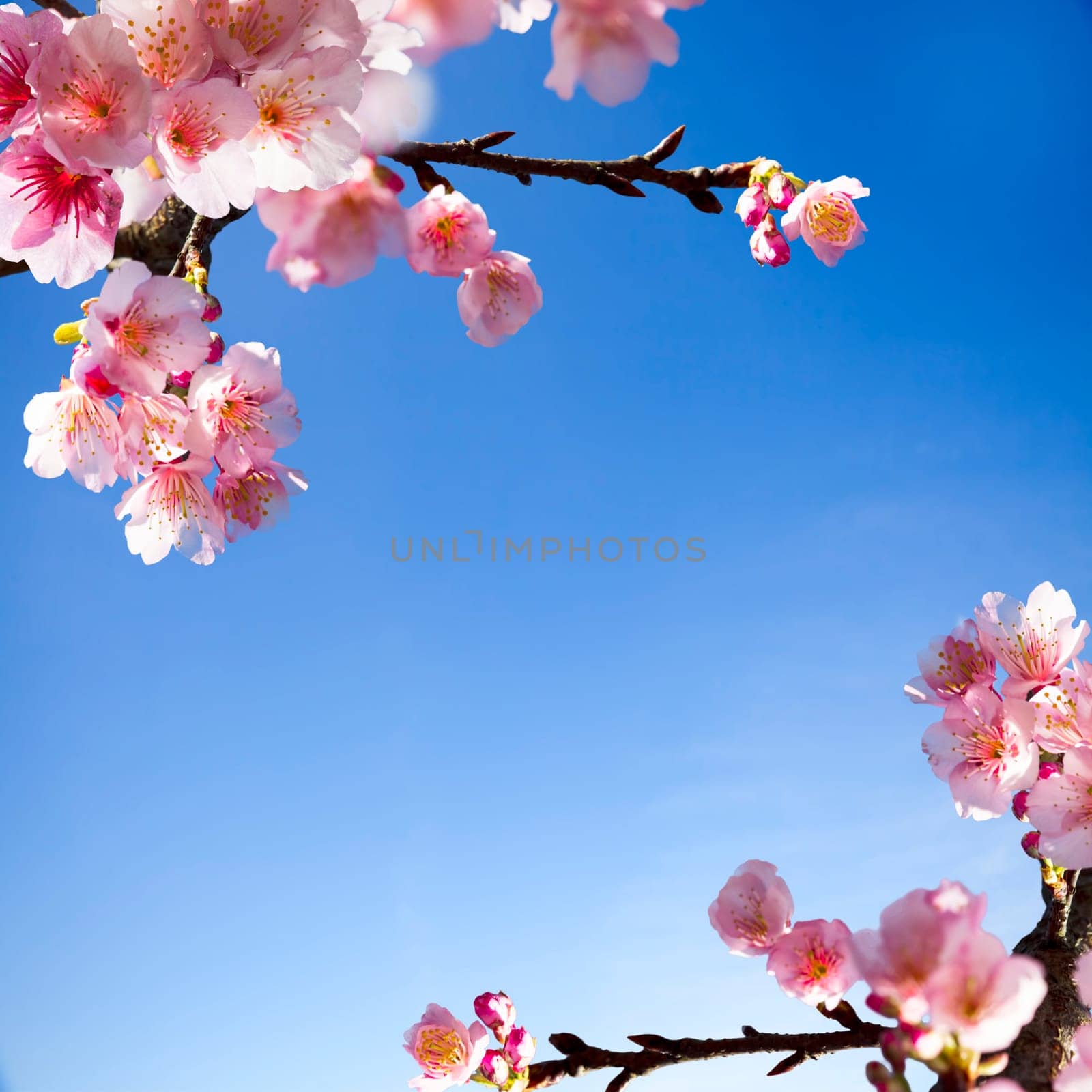 Beautiful sakura place for adv or others purpose use