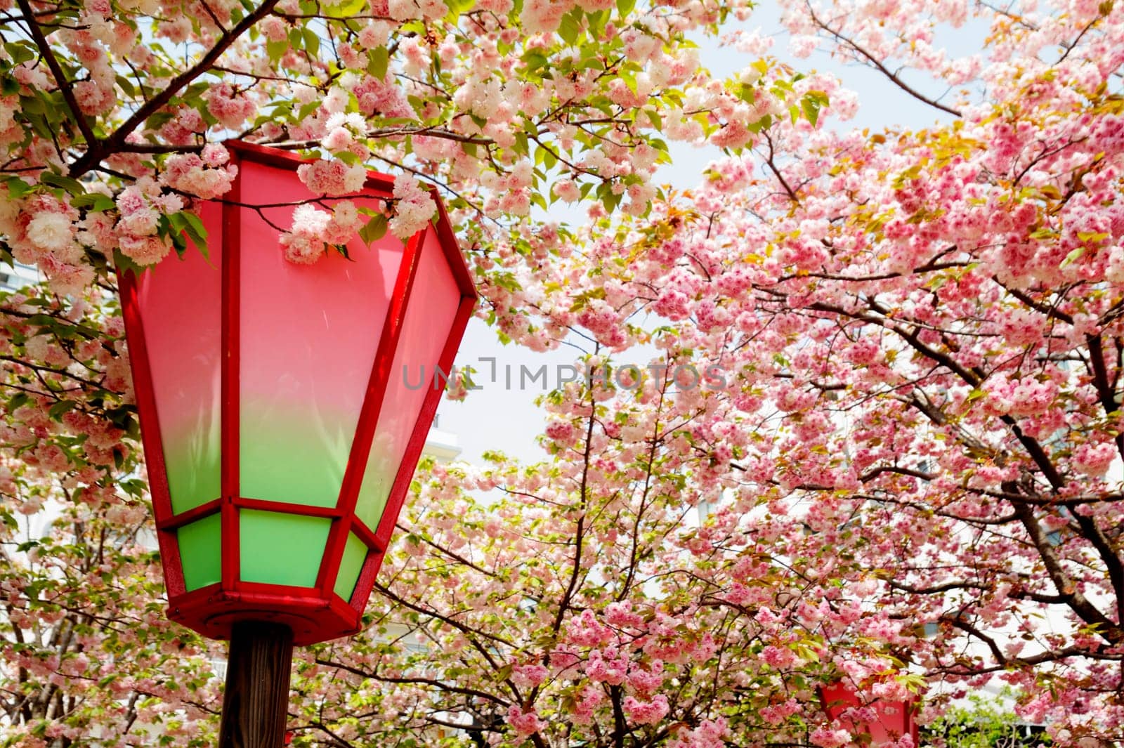 Beautiful sakura for adv or others purpose use