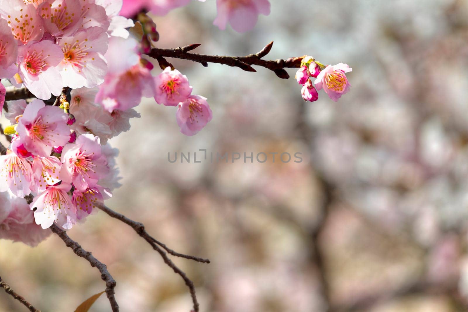 Beautiful sakura place for adv or others purpose use
