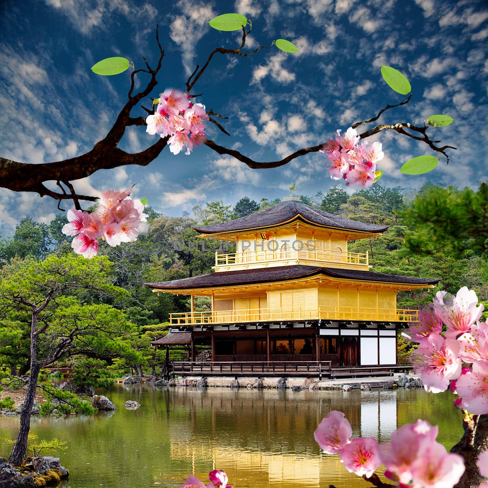 Beautiful sakura for adv or others purpose use