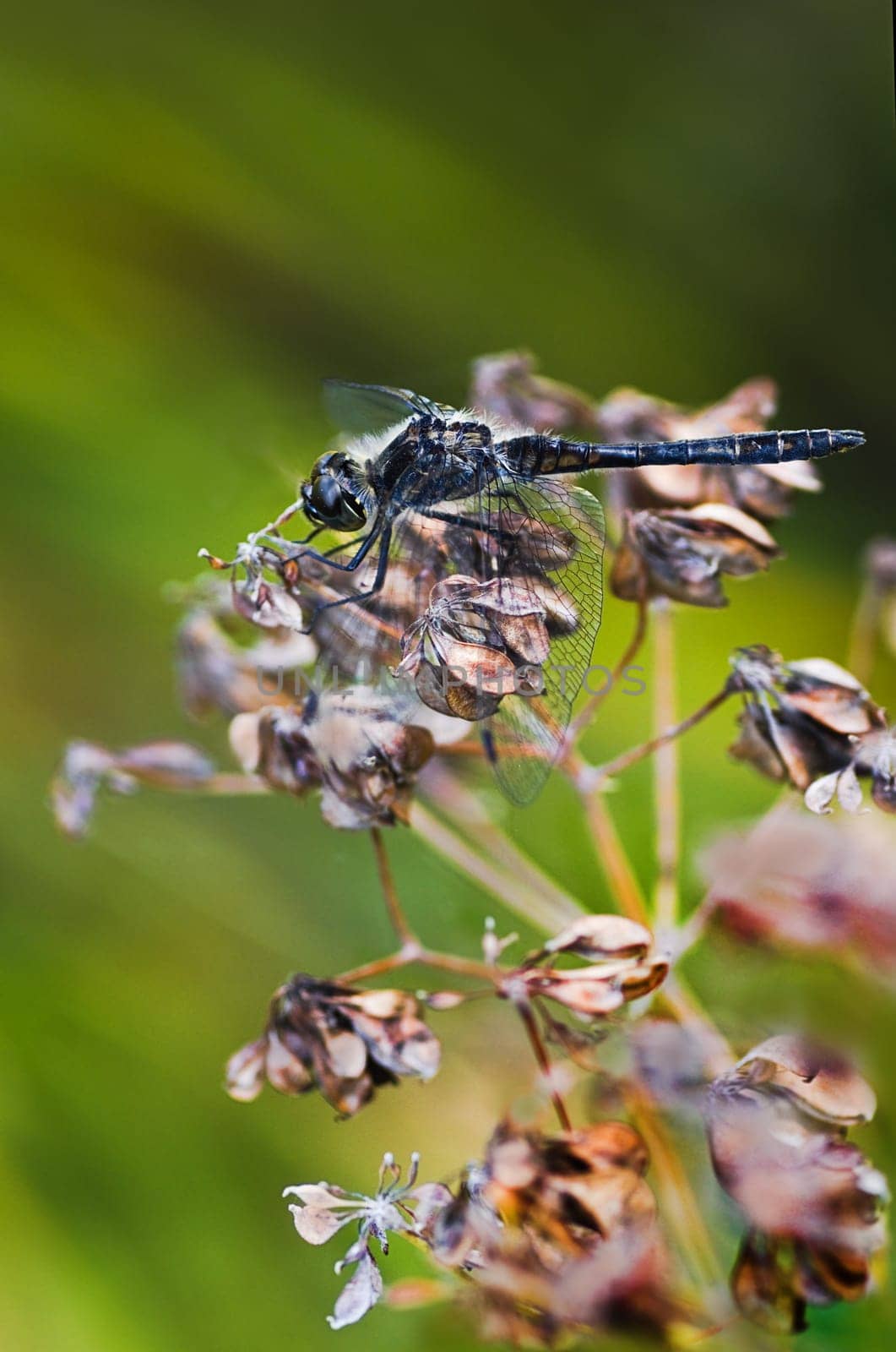 Camouflage Black Darter or - Meadowhawk dragonfly in late summer