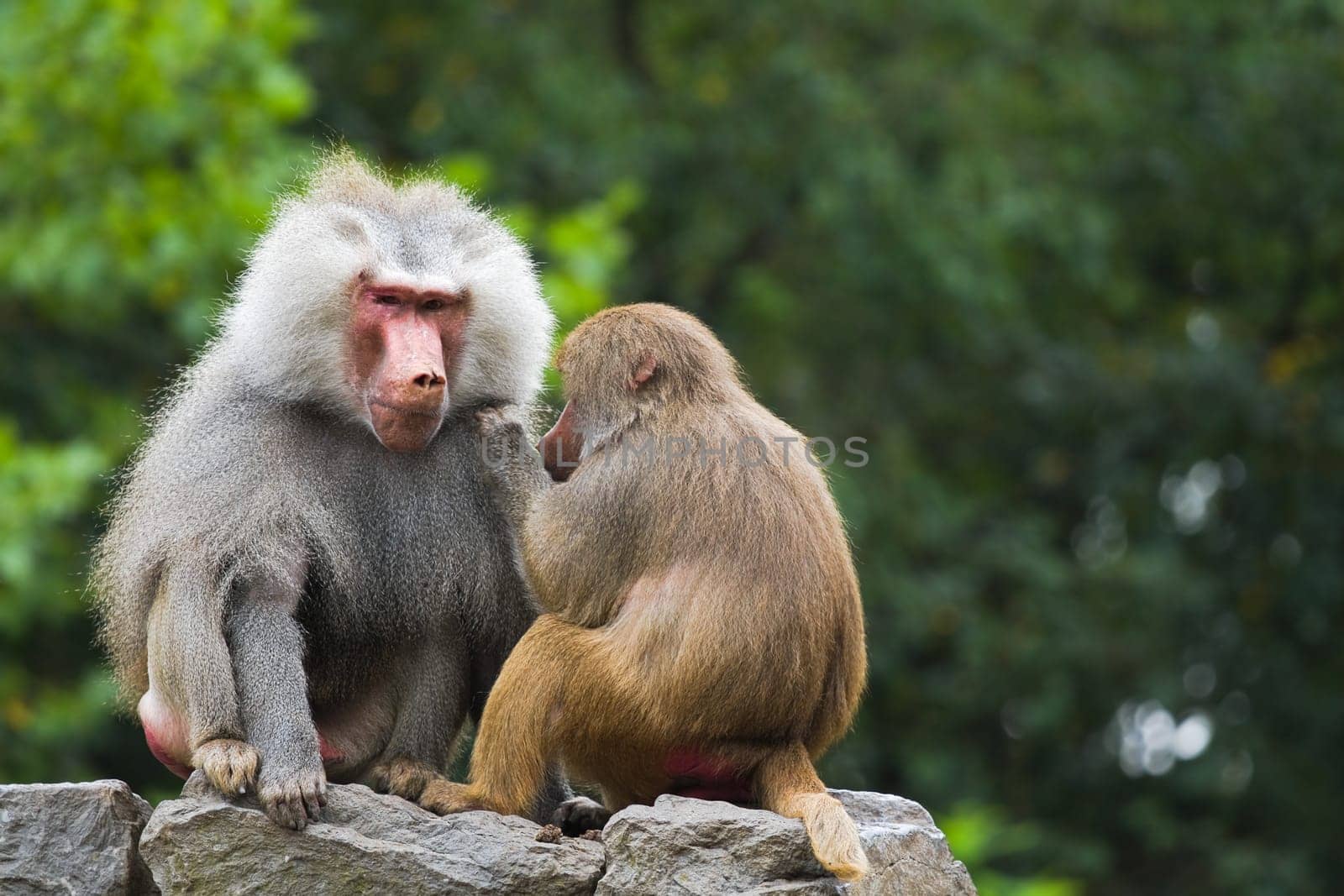 Two baboons sitting on rocks and catching fleas