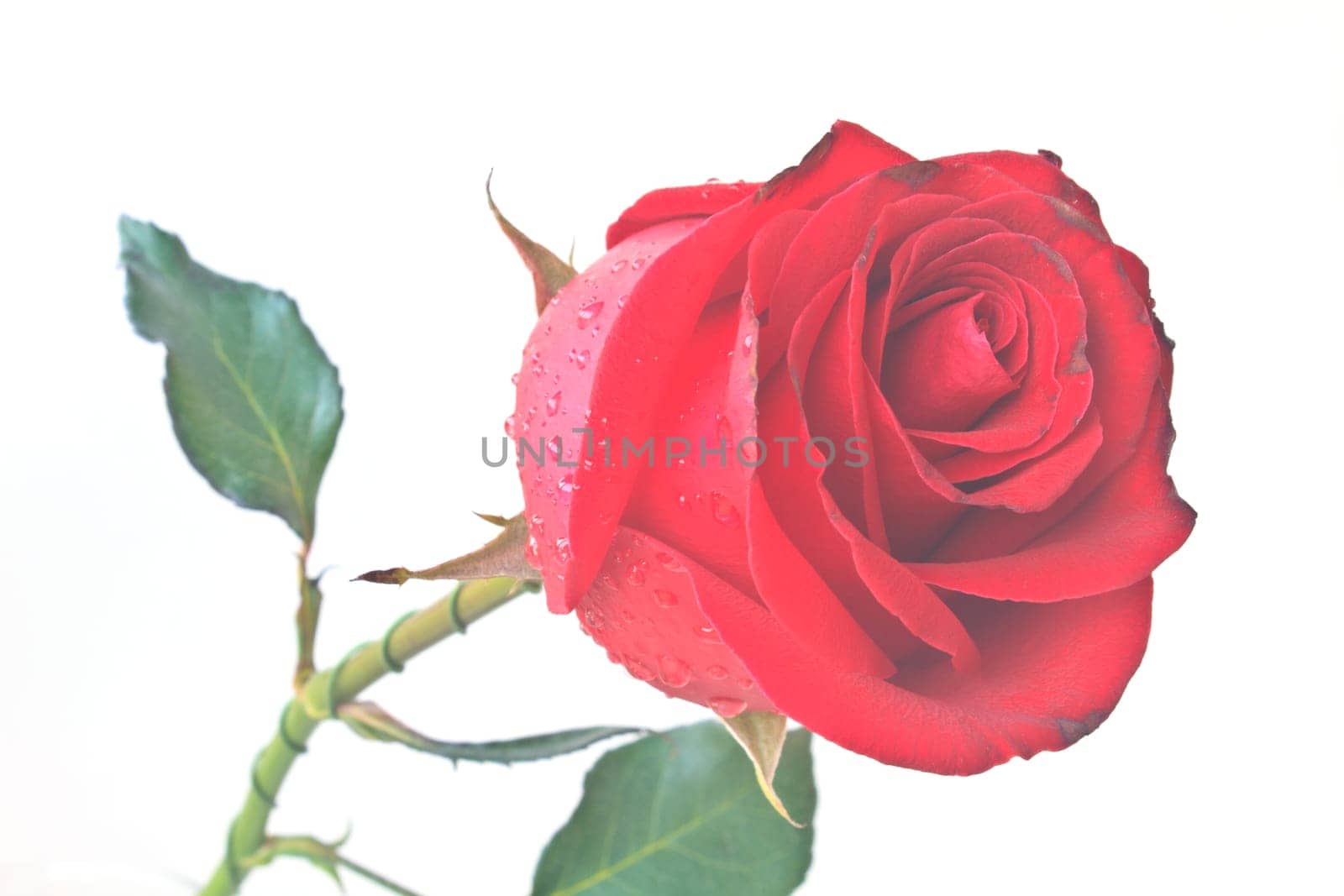Single beautiful red rose isolated on white background