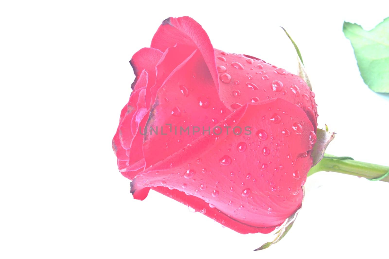 Single beautiful red rose isolated on white background