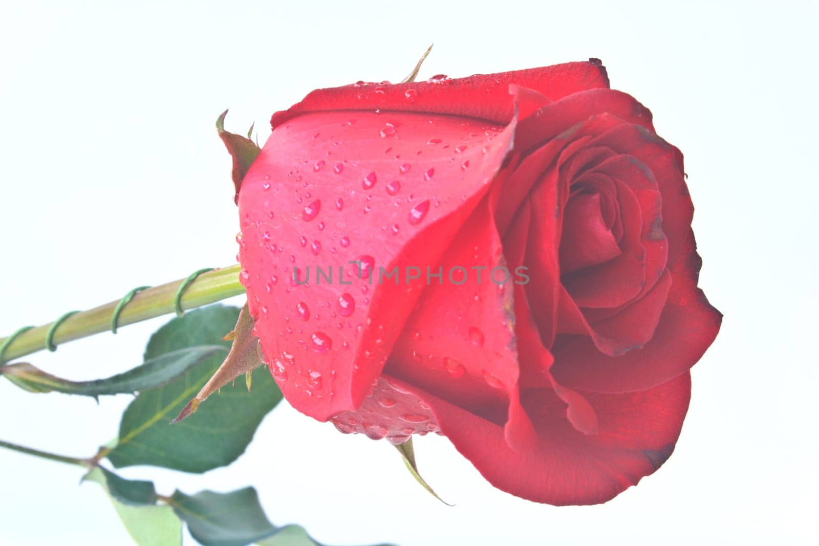 Single beautiful red rose isolated on white background
